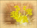 Celestria transforming into Yggdrasil
