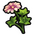 Holyhock