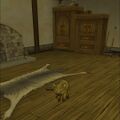 Pet cat.